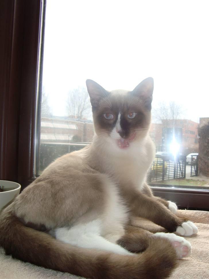 Blanding af racer Zeus billede 1