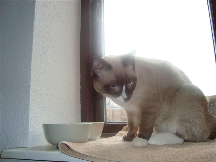 Blanding af racer Zeus billede 2