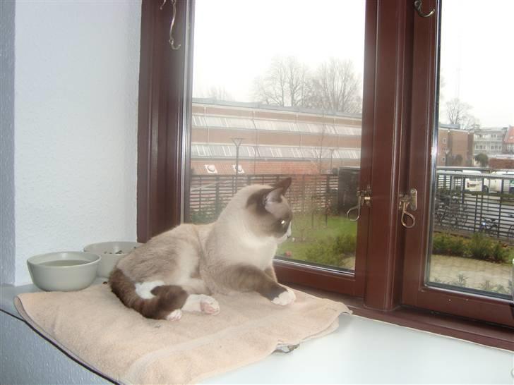 Blanding af racer Zeus billede 3