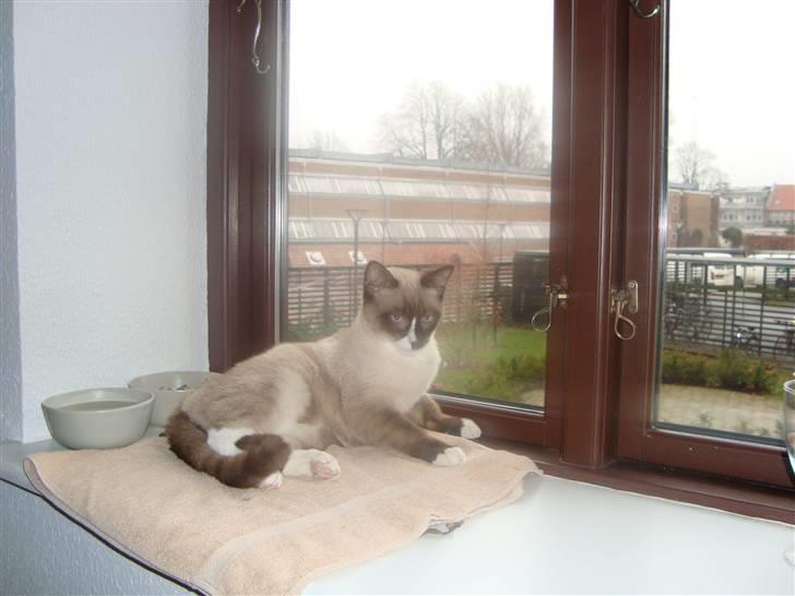 Blanding af racer Zeus billede 4