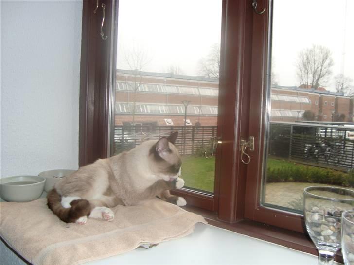 Blanding af racer Zeus billede 5