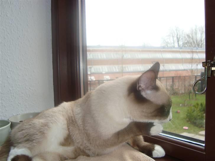 Blanding af racer Zeus billede 6