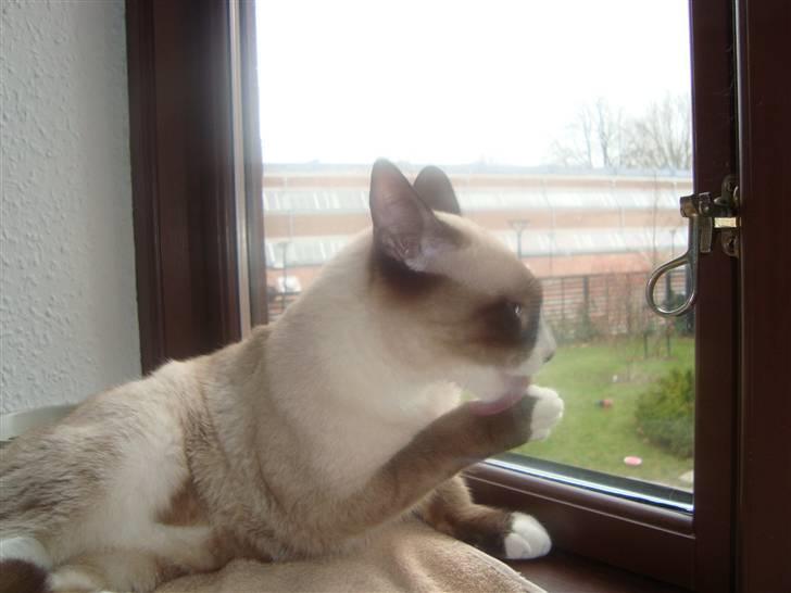 Blanding af racer Zeus billede 7