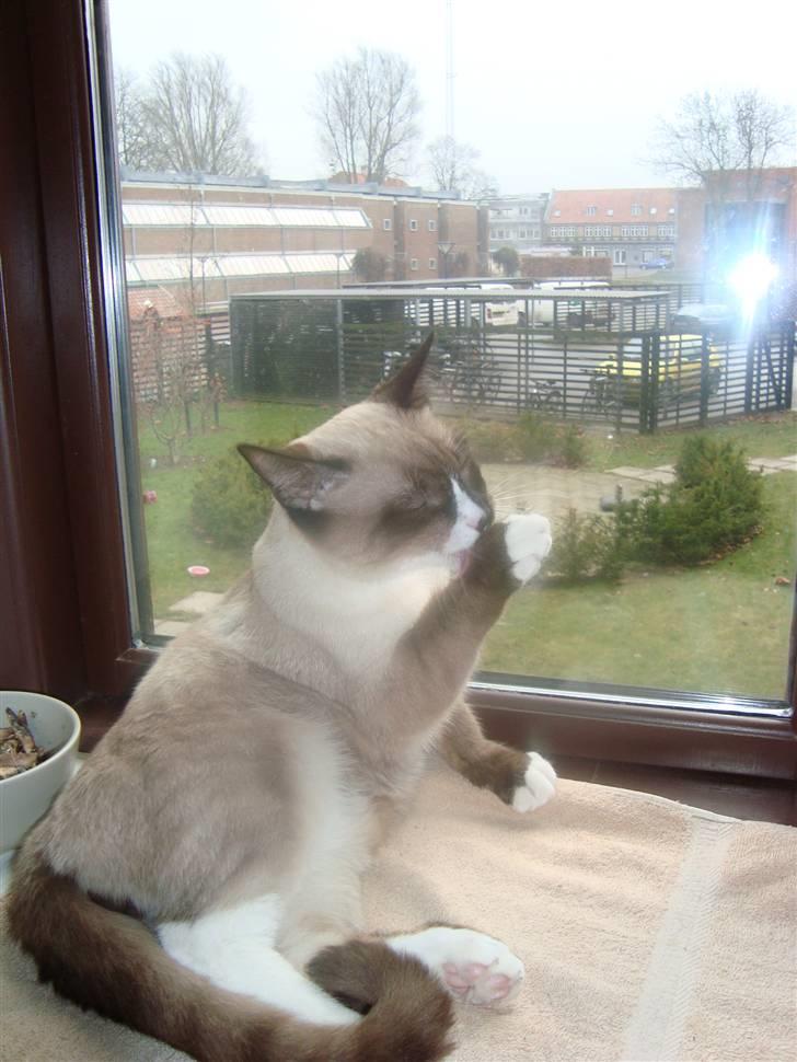 Blanding af racer Zeus billede 8