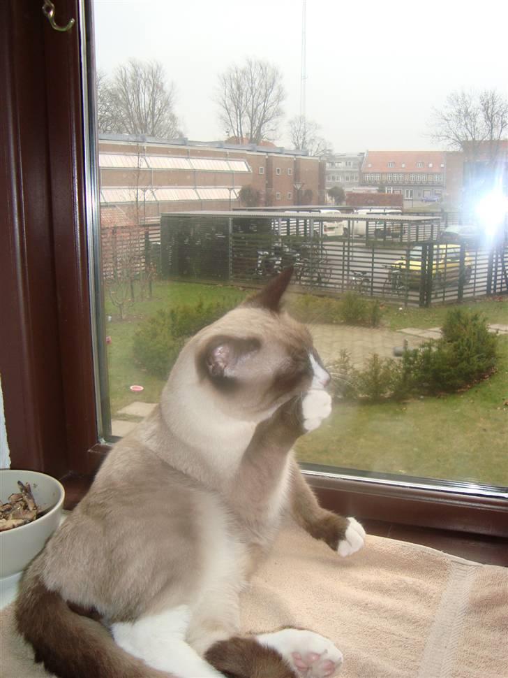 Blanding af racer Zeus billede 9