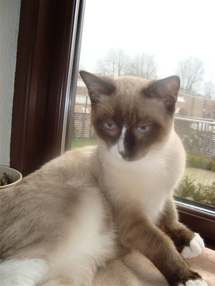 Blanding af racer Zeus billede 10