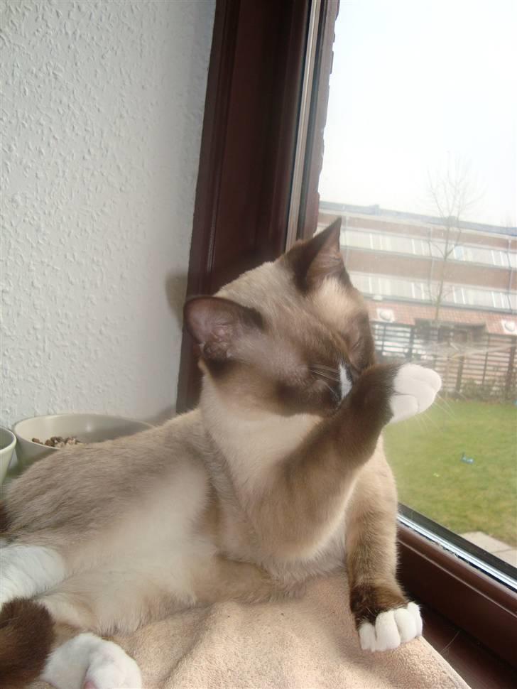 Blanding af racer Zeus billede 11