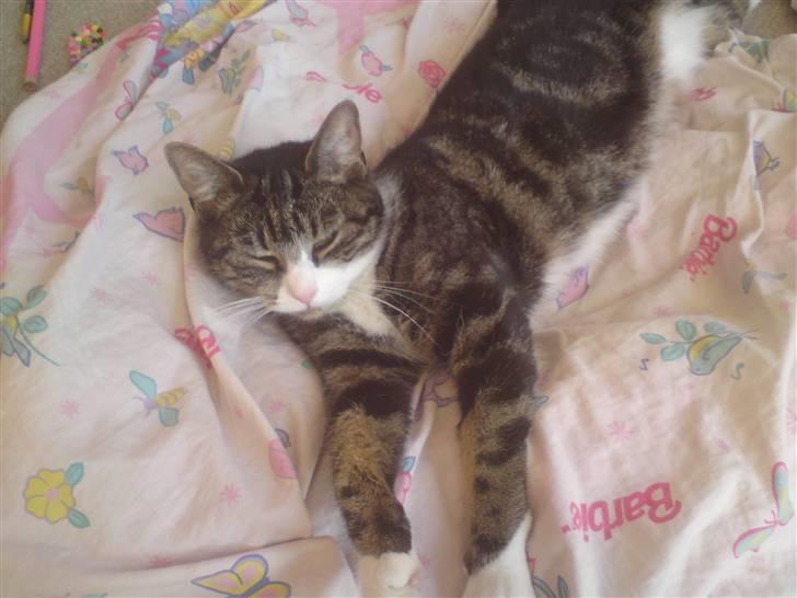 Huskat Fnuggi billede 7