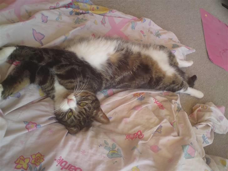 Huskat Fnuggi billede 8