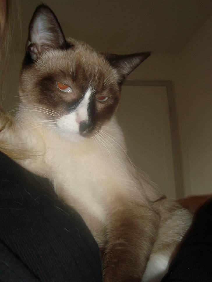 Blanding af racer Zeus billede 12