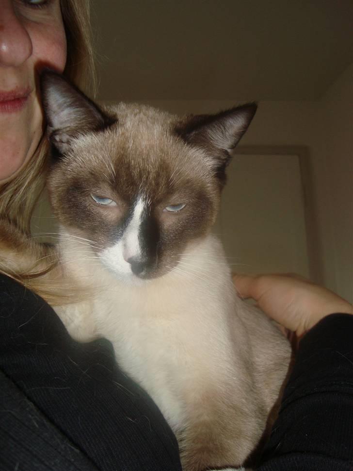 Blanding af racer Zeus billede 13