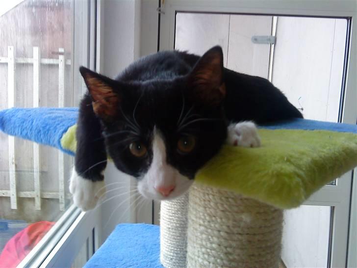 Huskat Jack billede 1