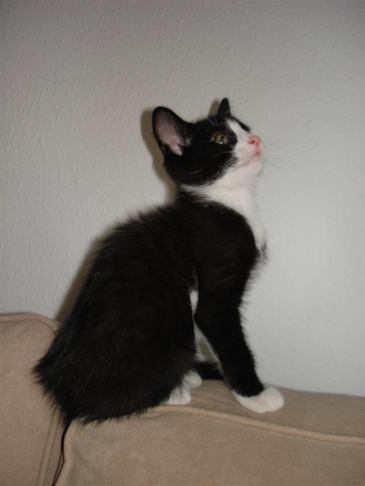 Huskat Jack billede 3