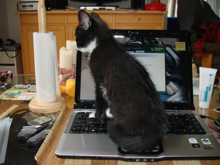 Huskat Jack billede 5