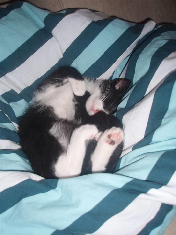 Huskat Jack billede 6