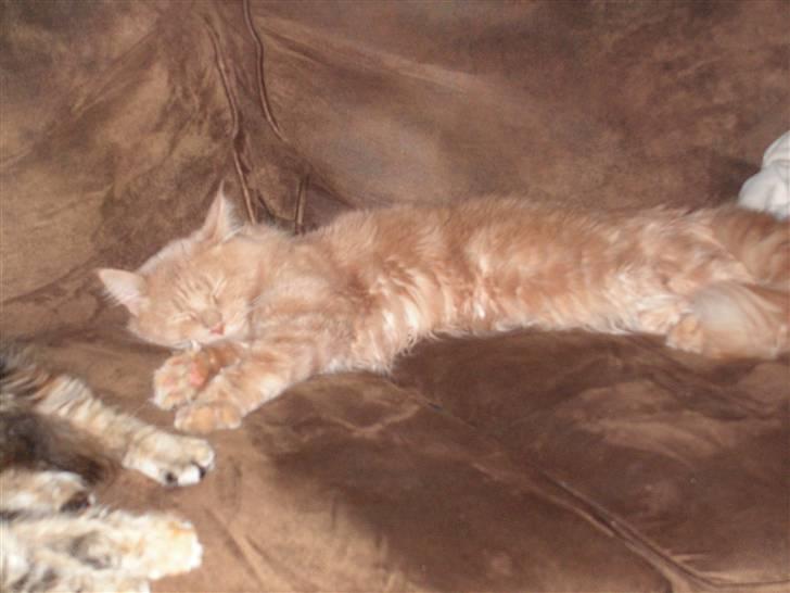 Maine Coon bastian billede 12