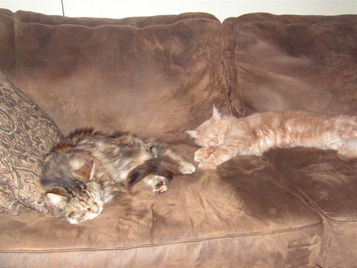 Maine Coon bastian billede 13
