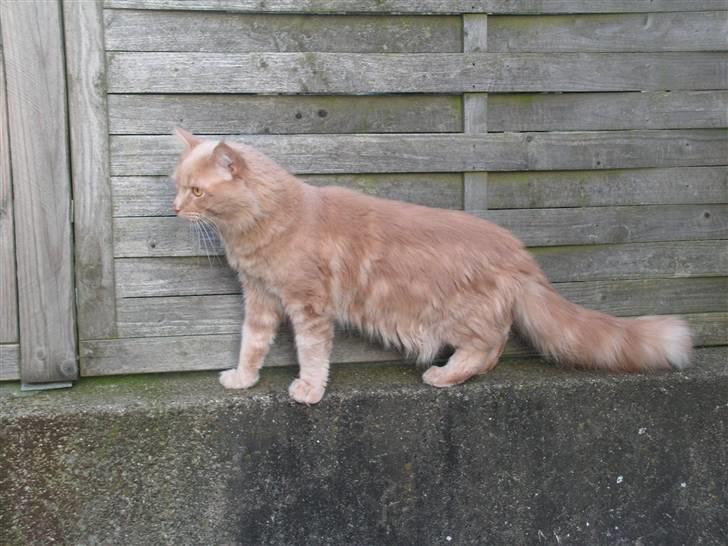 Maine Coon bastian billede 14