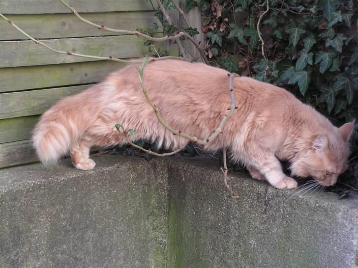 Maine Coon bastian billede 15
