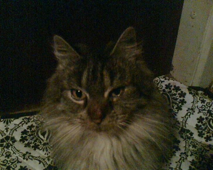 Maine Coon silver billede 9