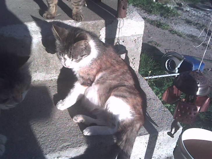 Blanding af racer denise billede 9