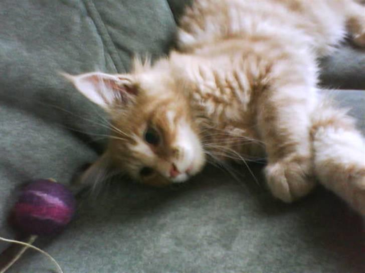 Maine Coon Cherry Cleo - Ynglings bolden:) billede 8