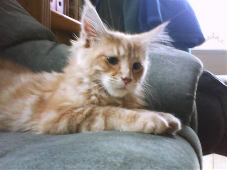 Maine Coon Cherry Cleo - Så selvglad man kan se ud... hehe billede 9