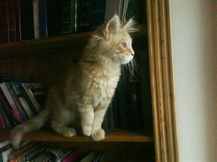 Maine Coon Cherry Cleo - Der er god udsigt fra bogreolen:D billede 10
