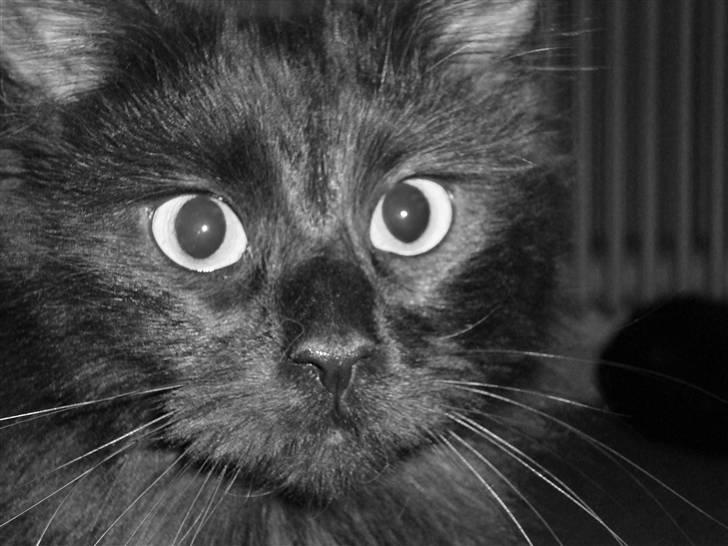 Maine Coon Cleo billede 8