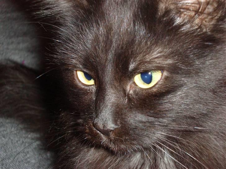 Maine Coon Cleo billede 9