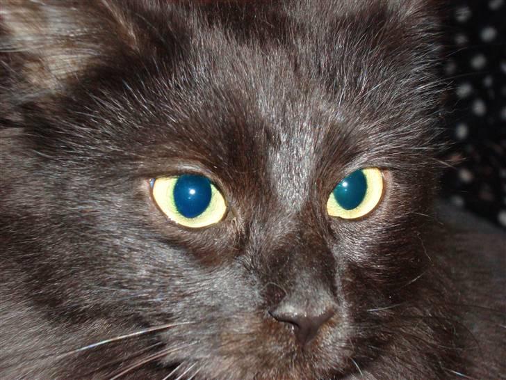 Maine Coon Cleo billede 10