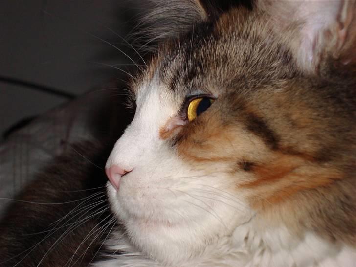 Maine Coon Jasmin billede 8