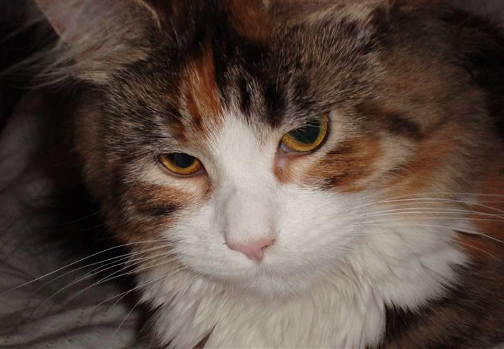 Maine Coon Jasmin billede 9