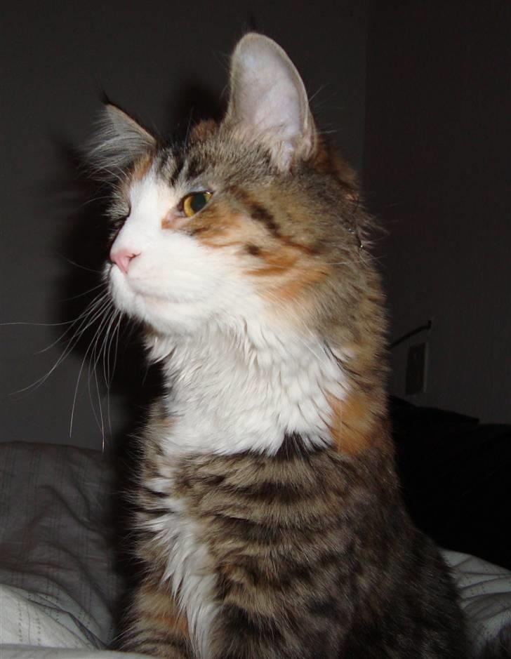 Maine Coon Jasmin billede 10