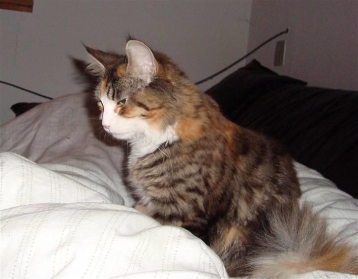 Maine Coon Jasmin billede 11