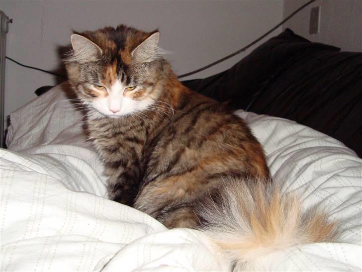 Maine Coon Jasmin billede 12