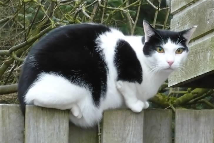 Huskat Bølle - Velkommen til Bølles profil.         Bølle sidder og kigger. billede 1