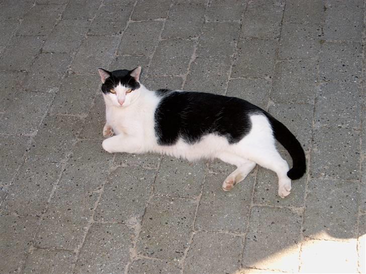 Huskat Bølle - Bølle slapper af. billede 2