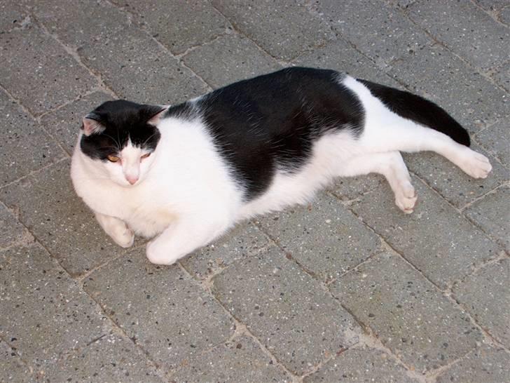 Huskat Bølle - Igen... billede 3