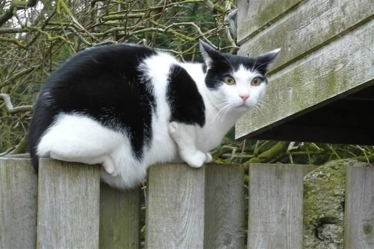 Huskat Bølle - Bølle kigger igen... billede 4