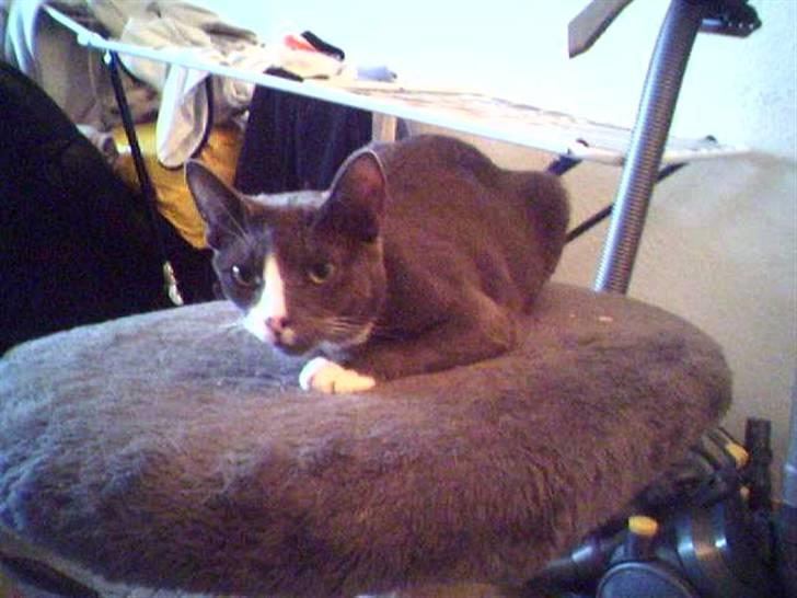 Blanding af racer Gizmo billede 2