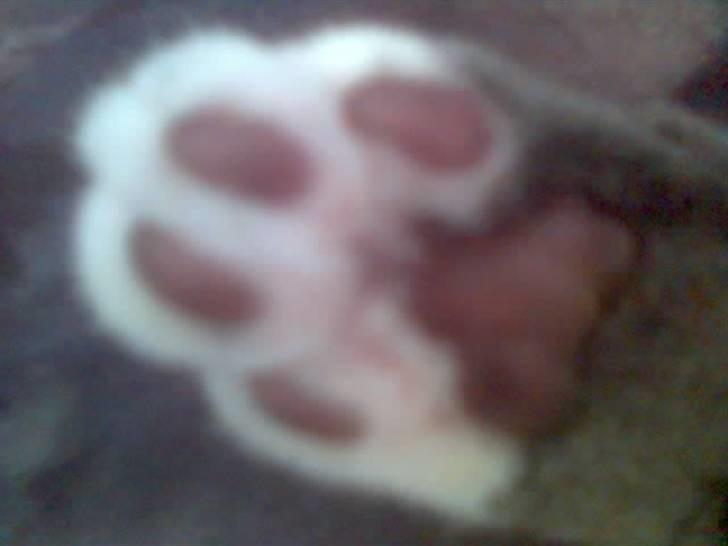 Blanding af racer Gizmo billede 3