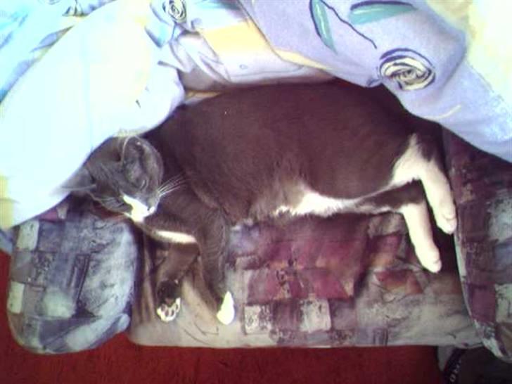 Blanding af racer Gizmo billede 4