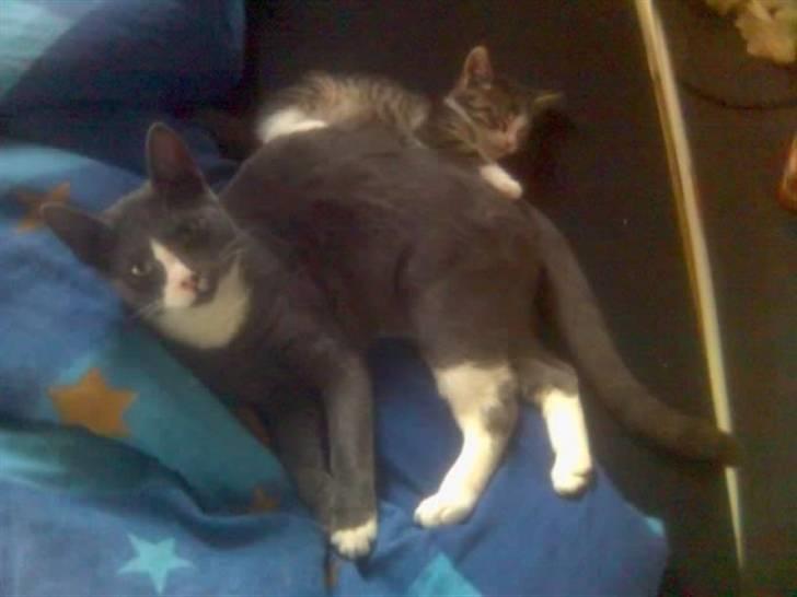 Blanding af racer Gizmo billede 5