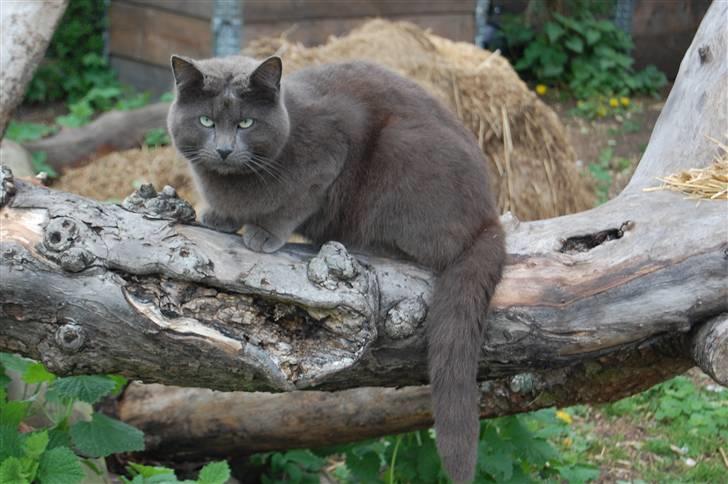 Huskat Isak billede 8