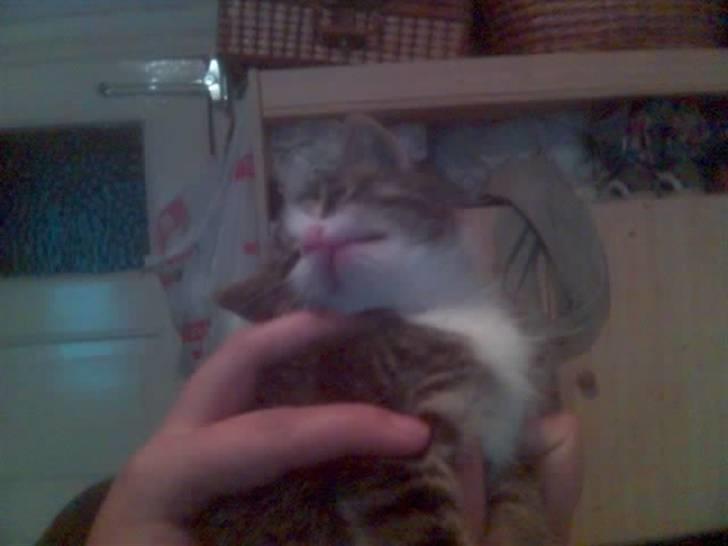 Huskat Würstchen billede 1