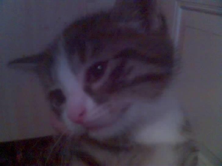 Huskat Würstchen billede 2