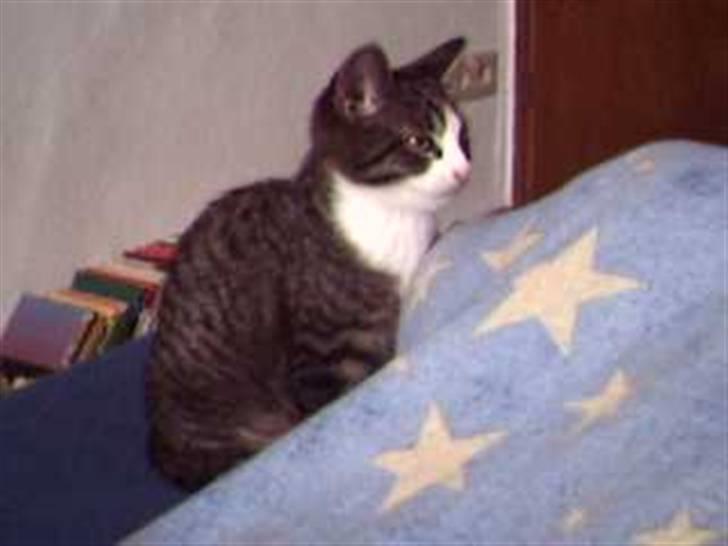 Huskat Würstchen billede 3