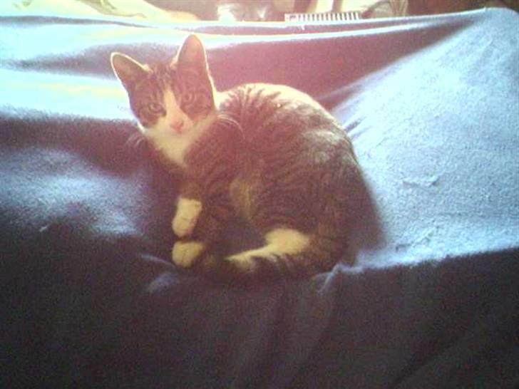 Huskat Würstchen billede 4