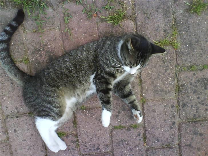 Huskat Würstchen billede 5